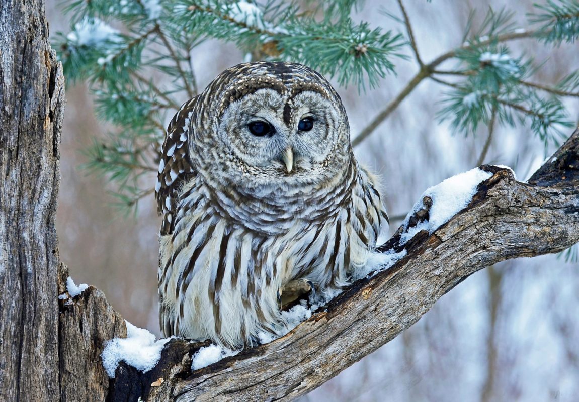 owls-in-indiana-8-hoosier-state-species-to-spot-while-visiting