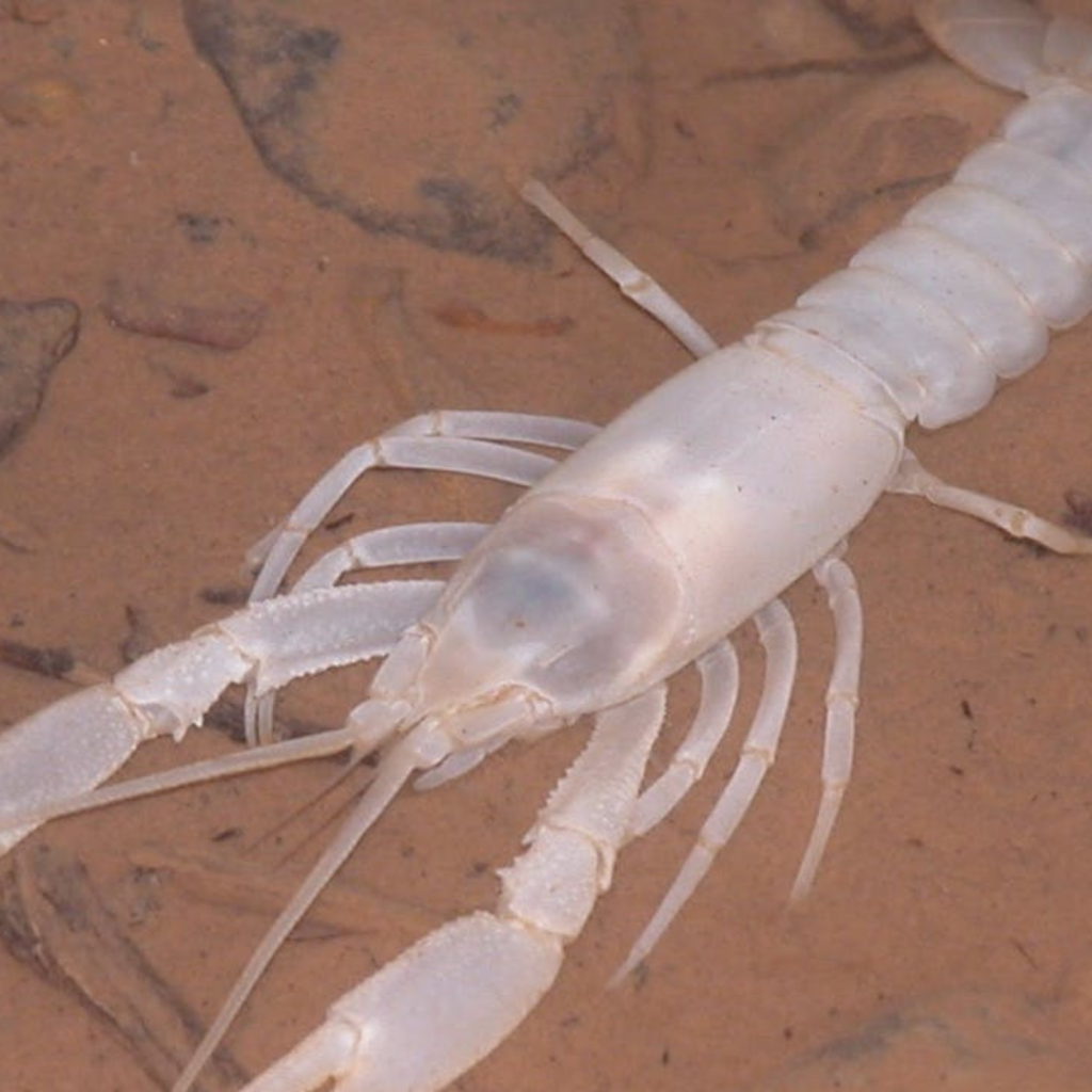 Cave Critters at Spring Mill State Park - Limestone Country