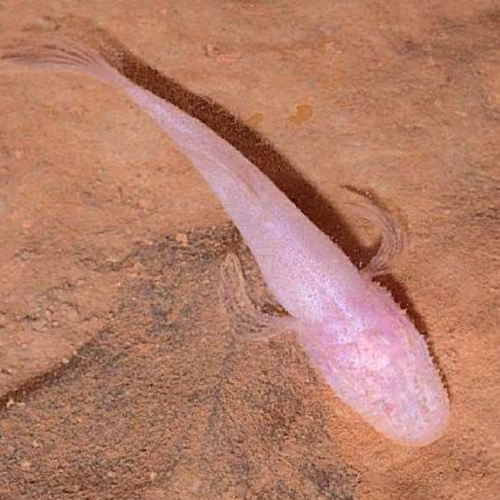 Cave Critters at Spring Mill State Park - Limestone Country