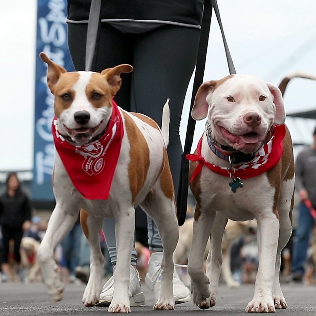 Mutt Strut Limestone County