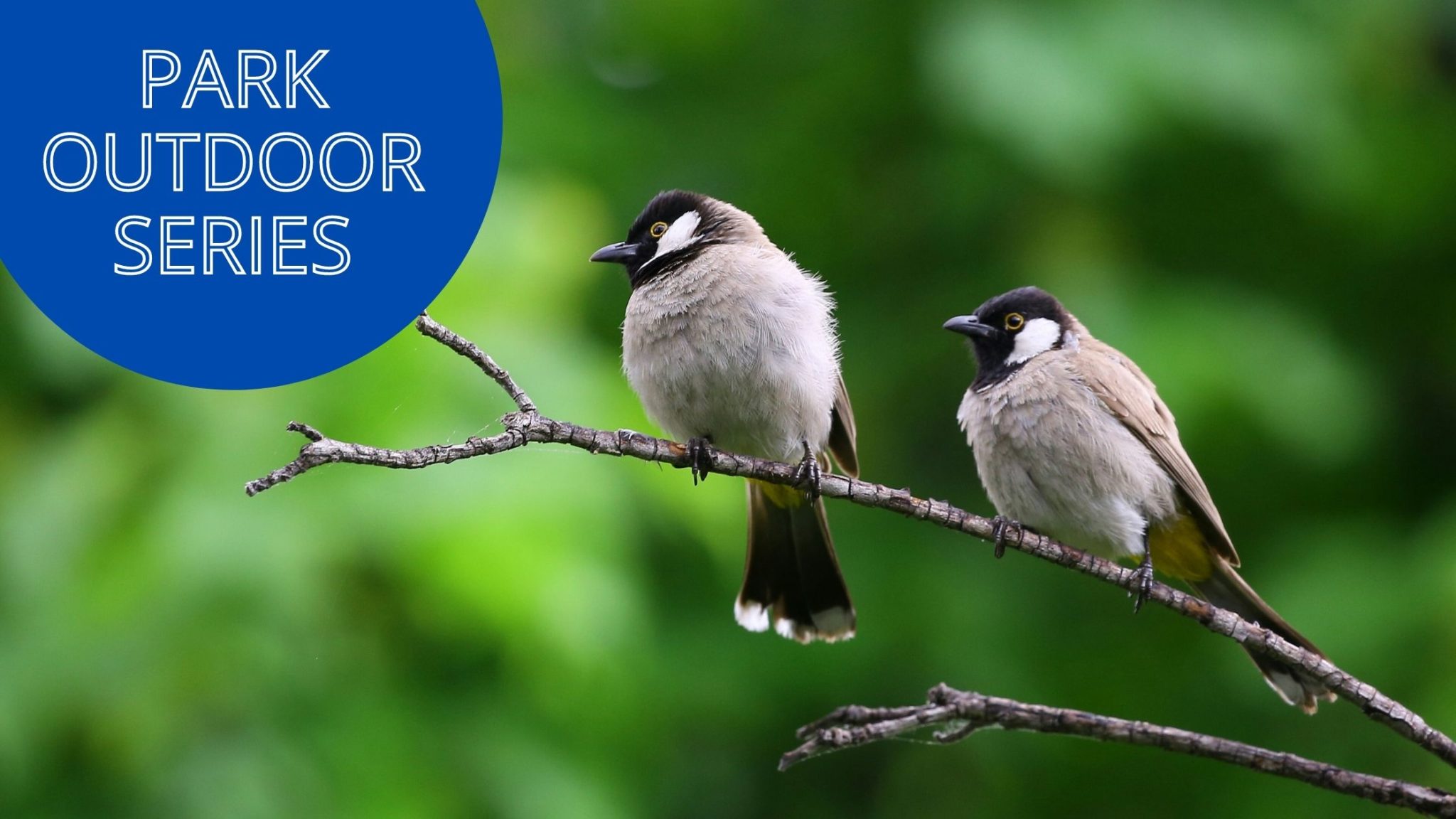 park-outdoor-series-back-yard-birds-limestone-country